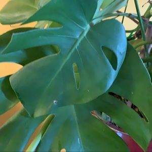 Meet your Posher, Sandy